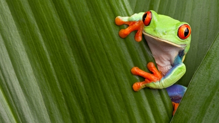 Frog - green, orange, leaf, broasca, frog