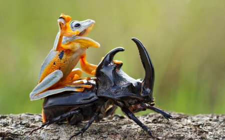 The rider - hendy mp, rider, orange, radasca, black, stag beetle, funny, green, situation, broasca, frog