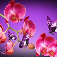 Orchids and butterflies