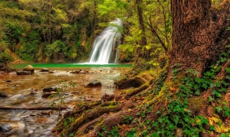 Forest waterfall - forest, trees, waterfall, beautiful