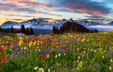 Mountain wildflowers - clouds, wildflowers, hills, labndscape, beautiful, meadow, mountain, sky