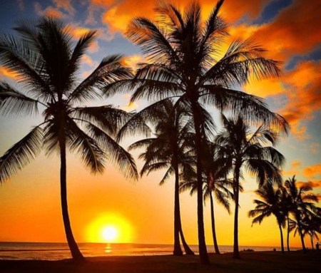 Palm Beach - nature, beach, trees, clouds, sunset, palm