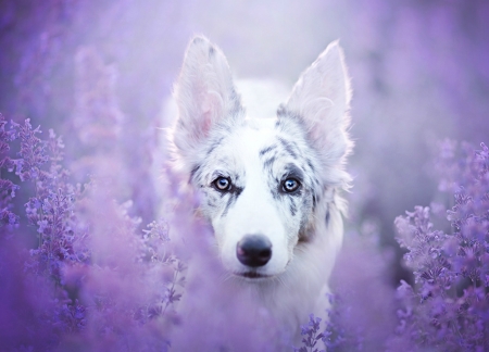 Puppy - dog, lovely, flower, pink, white, purple, australian shepherd, border collie, caine, puppy, blue eyes