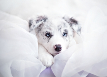 Puppy - dog, white, animal, australian shepherd, border collie, cute, caine, puppy, blue eyes