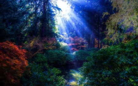 Rays of the Sun - rays, nature, landscape, trees, forest, sun, pond