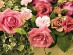 Pink Roses