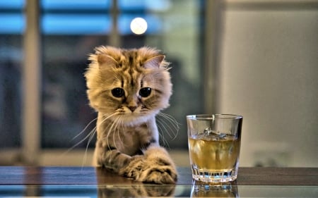 Cat with Drink - cute, Glass, Cat, funny