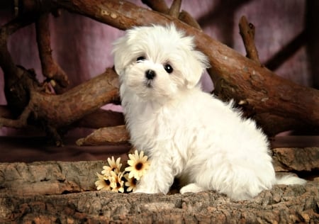 Maltese Puppy - cute, puppy, animals, dog