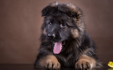 German Shepherd - cute, dog, animal, beautiful