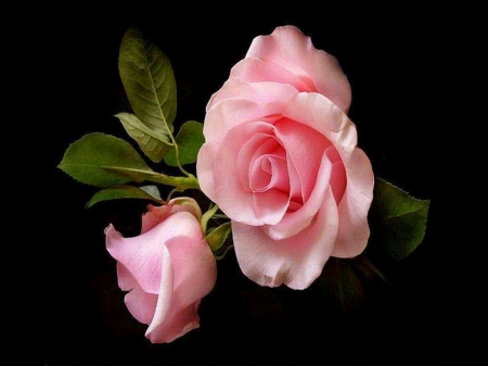 Natures gift - bladk, two, rose, beauty, pink