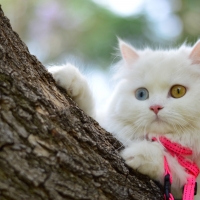 Adorable Cat â™¥