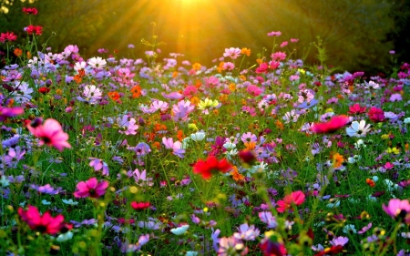 Summer Flowers - blossoms, plants, meadow, petals, sunset, sun, colors