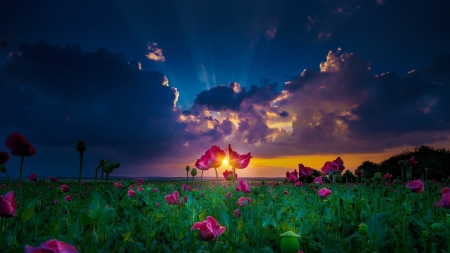 gorgeous flowers at sunset - field, flowers, sunset, clouds