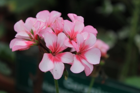 Flowers - flowers, wild, nature, plant