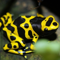 Yellow-Banded Poison Dart Frog