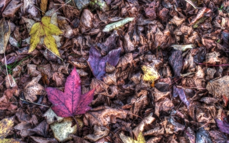 Red Leaf - autumn, forest, park, winter, leaf, garden