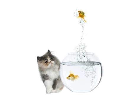 A perfect splash - water, summer, aquarium, cat, pisica, white, animal, funny, situation, splash, golden, fish