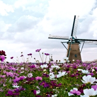 Windmill and Flowers