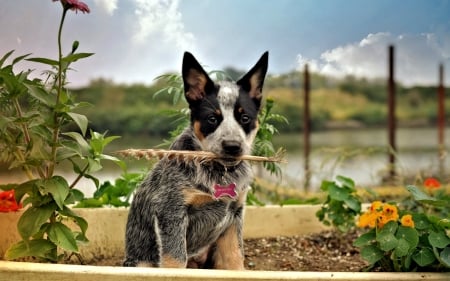 Cute Dog - animal, feather, cute, dog