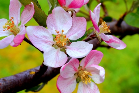 Apple Blossoms - twig, tree, petals, spring