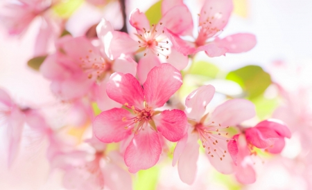 Pink Nature - apple, flower, pink, macro