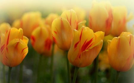 Tulips - flowers, tulips, yellow, nature