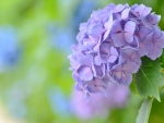 Hydrangea