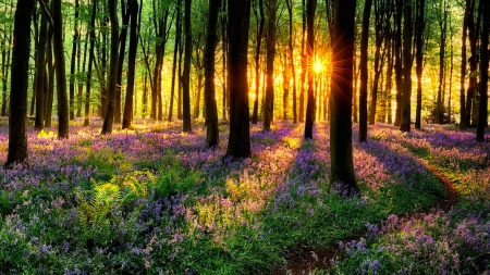 Forest sunlight - rays, trees, sunlight, glow, forest, beautiful, grass, sunrise, wildflowers