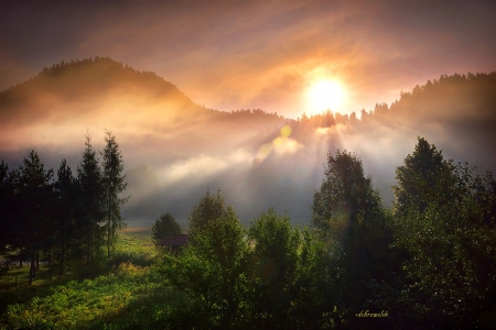 Mist Morning - trees, nature, mist, forest, mountains, sun