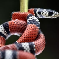 False Coral Snake