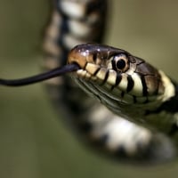 Grass Snake F