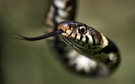 Grass Snake F - wildlife, wide screen, photography, snake, beautiful, animal, reptile, grass, photo