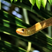 Rat Snake