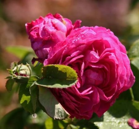 Purple Rose and Buds - flowers, nature, purple, buds, macro, rose