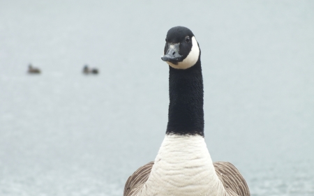 Goose - wildlife, nature, goose, park, bird