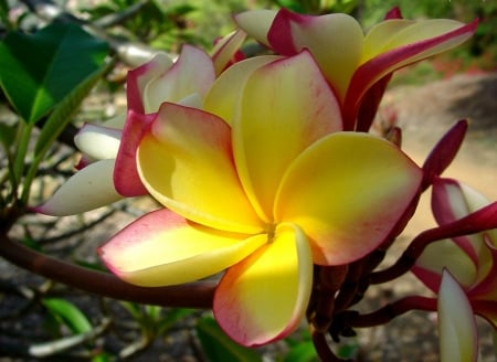 Rainbow plumeria - flowers, trees, petals, plumeria