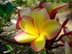 Rainbow plumeria