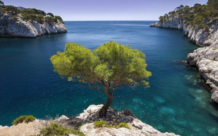 Lonely Pine Growing on a Rock