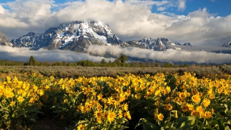 Wyoming National Park - nature, clouds, park, flowers, mountains, mist