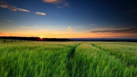 Summer_field - sunset, nature, summer, crop, green, grass, field