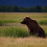 bear after the bath