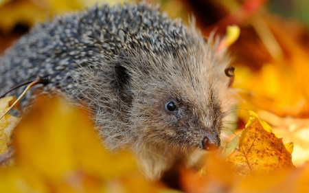 hedgehog - leaf, hedgehog, animal, rodent