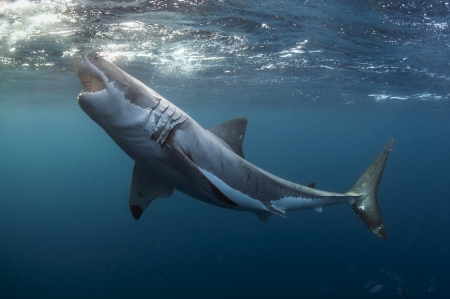 Shark - great white shark, animal, water, Shark, ocean