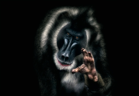 Monkey (Mandrillus Sphinx) - white, madrillus sphinx, hand, animal, monkey, black