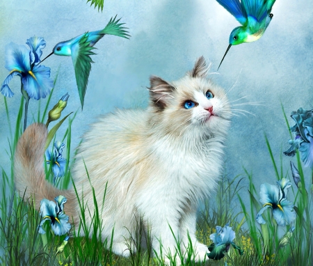 Ragdoll and hummingbirds - bird, carol cavalaris, blue, flower, cat, pisica, white, animal, green, iris, ragdoll and hummingbirds, luminos