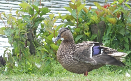 Ducky - bird, duck, garden, lake, feathers