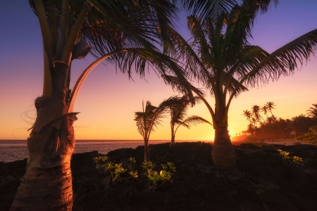 Samoa Sunset - sky, coast, beach, palms, sea