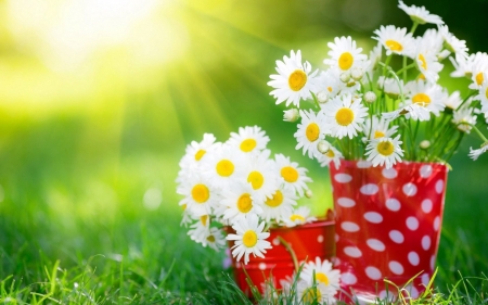 Daisies - flowers, pots, blossoms, artwork, sunshine