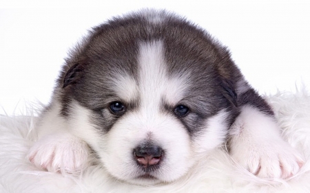 ღ❤ღ - Cute, Alaskan Malamute, Puppy, Dog, Animal