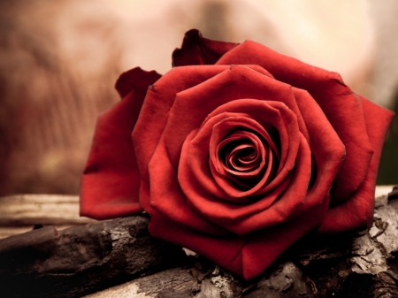 Red Rose